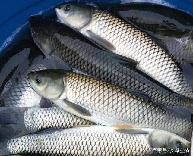 湖北渔类养殖的生态转型之路：从长湖村基地看水产养殖的精细化实践